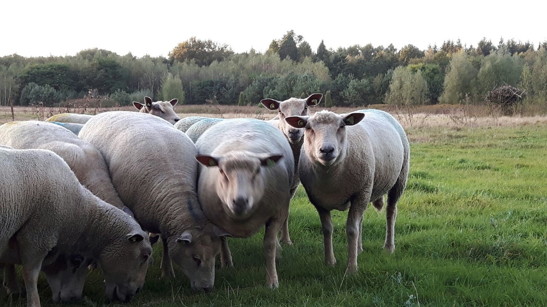 Geelachtig wekelijks Mechanica ONZE SCHAPEN - Dutch Charollais Sheep